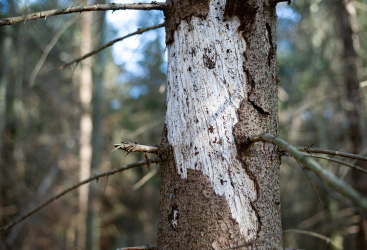 Close-up of a tree trunk with damaged, peeling bark and exposed wood, surrounded by branches in a forest.