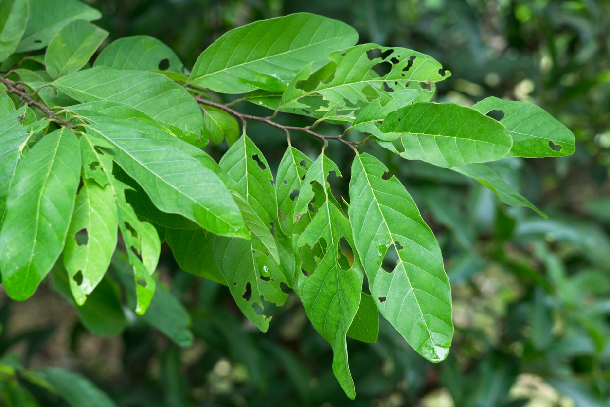 Green tree leaves with numerous holes and chewed edges, showing visible signs of pest damage.